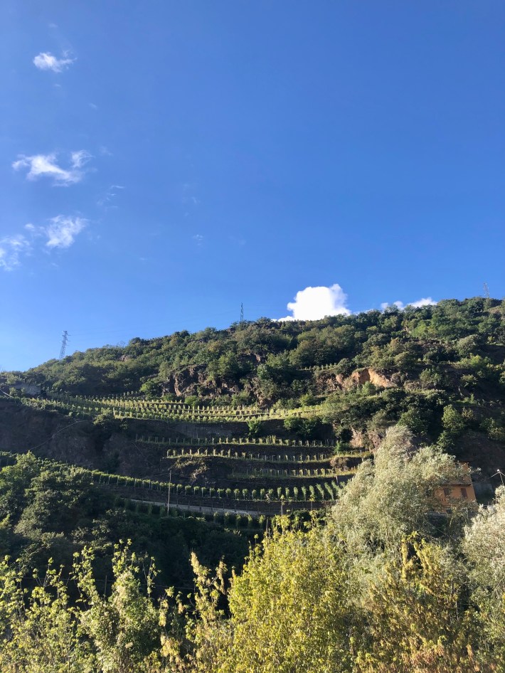 stone walled terrace vines