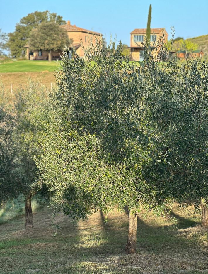 The olive groves and farmhouse at Il Podereno.