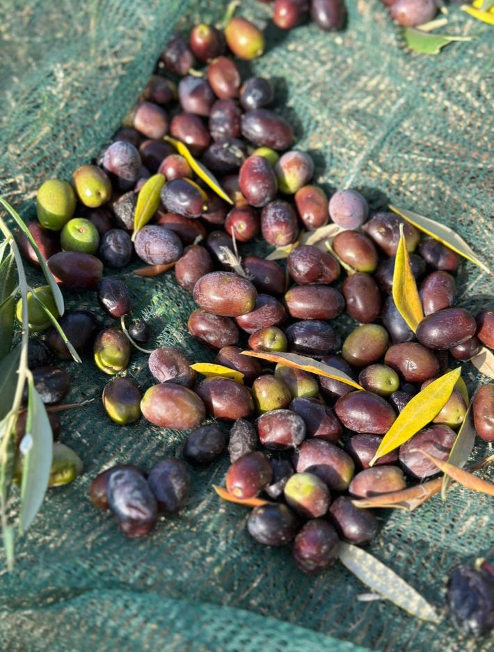 Harvested olives from Dena Fenza's trees.