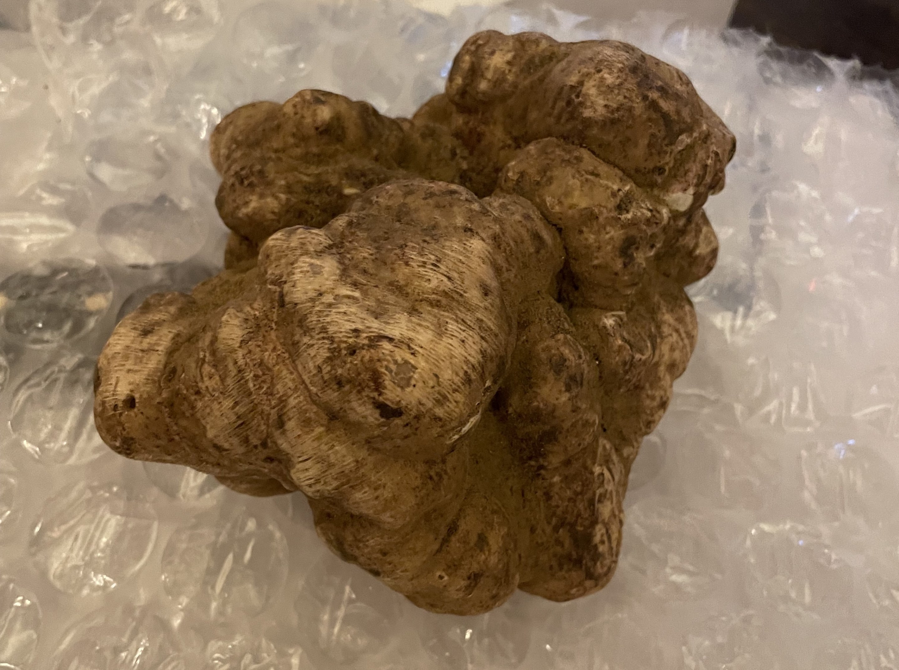 The nearly two-pound truffle at Sistina Restaurant.