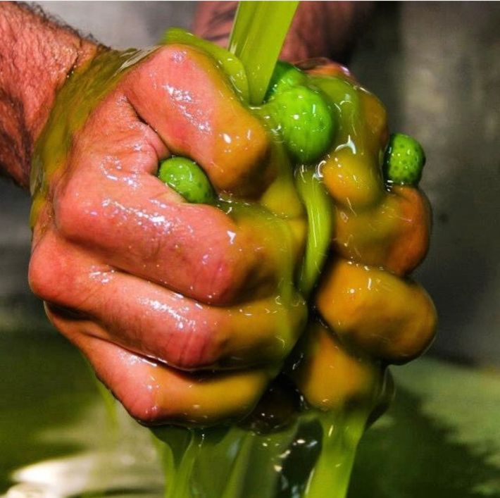 Fresh olives being hand pressed at Oleificio Asaro.