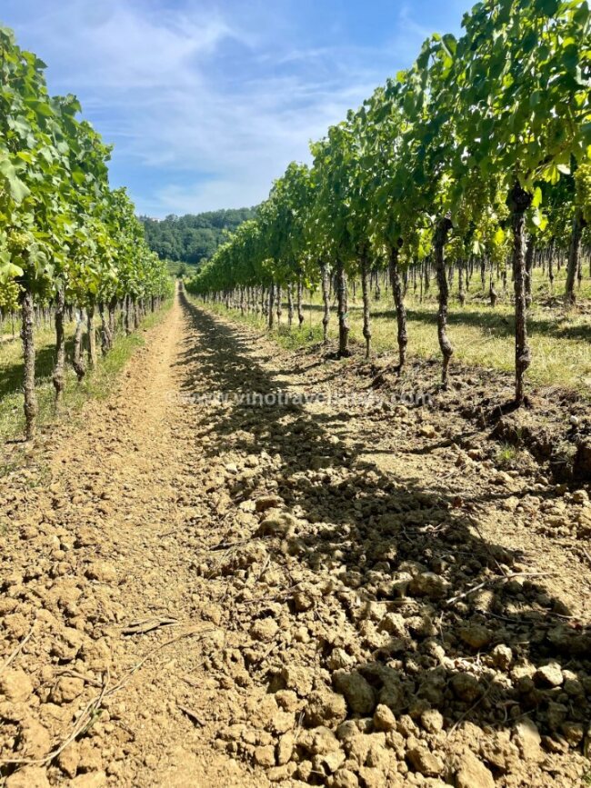 The ponca soil of the Collio wine region.