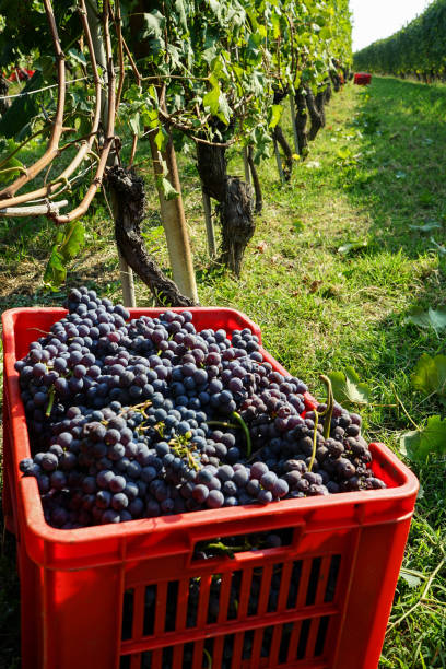 Nebbiolo grapes from the Barolo DOGC zone.