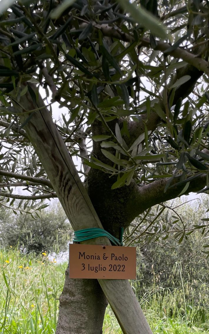 An adopted olive tree at Palazzo di Varignana.