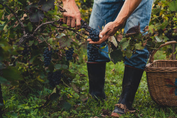 Man harvesting grapes in the vineyard.