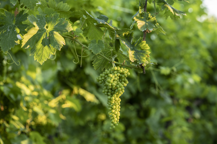 Glera grapes are required at a minimum of 85% in each bottle of Prosecco made in the Asolo Wine Region.