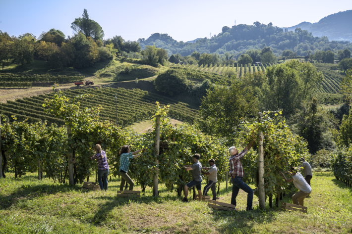 Grapes being hand-picked in the Asolo Wine Region.
