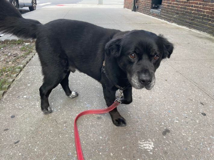 Andrew Cotto's dog Charlie, who helps with daily movement via frequent walks.