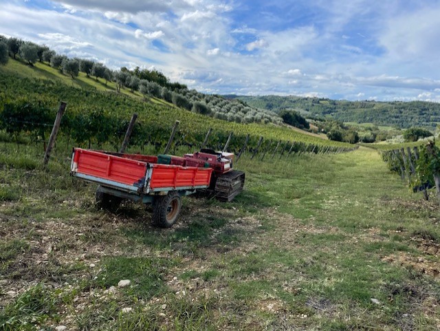 Harvest Season at Il Colle in the Chianti Classico region of Tuscany.