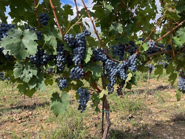 Sangiovese grapes on the vine at Il Colle.