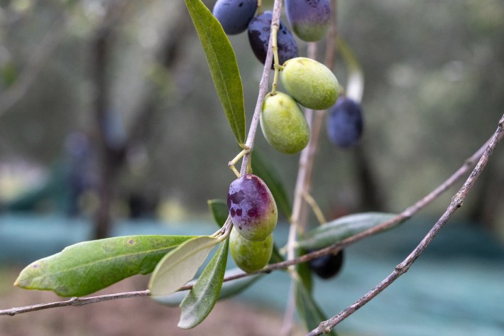 Olives on the branch at Castello di Trebbio.