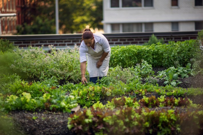 Woman in a rooftop garden