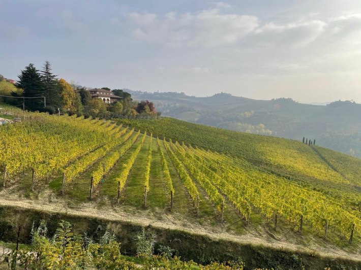 The vineyards of Piedmont produce some of the country's most coveted wines.