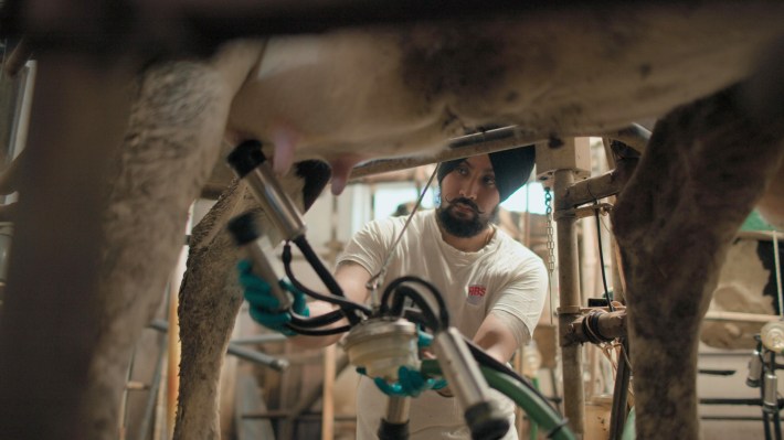Punjabi-Italian dairy farmer milking a cow at a farm in the Pianura Padana region.