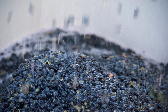 Freshly harvested dark grapes being processed for winemaking.