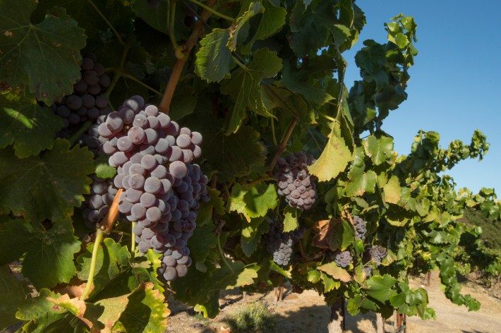 Ripe purple grapes hanging from the vine in a Paso Robles vineyard.