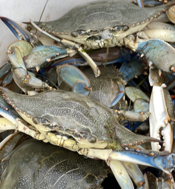 Freshly caught blue crabs in a container.