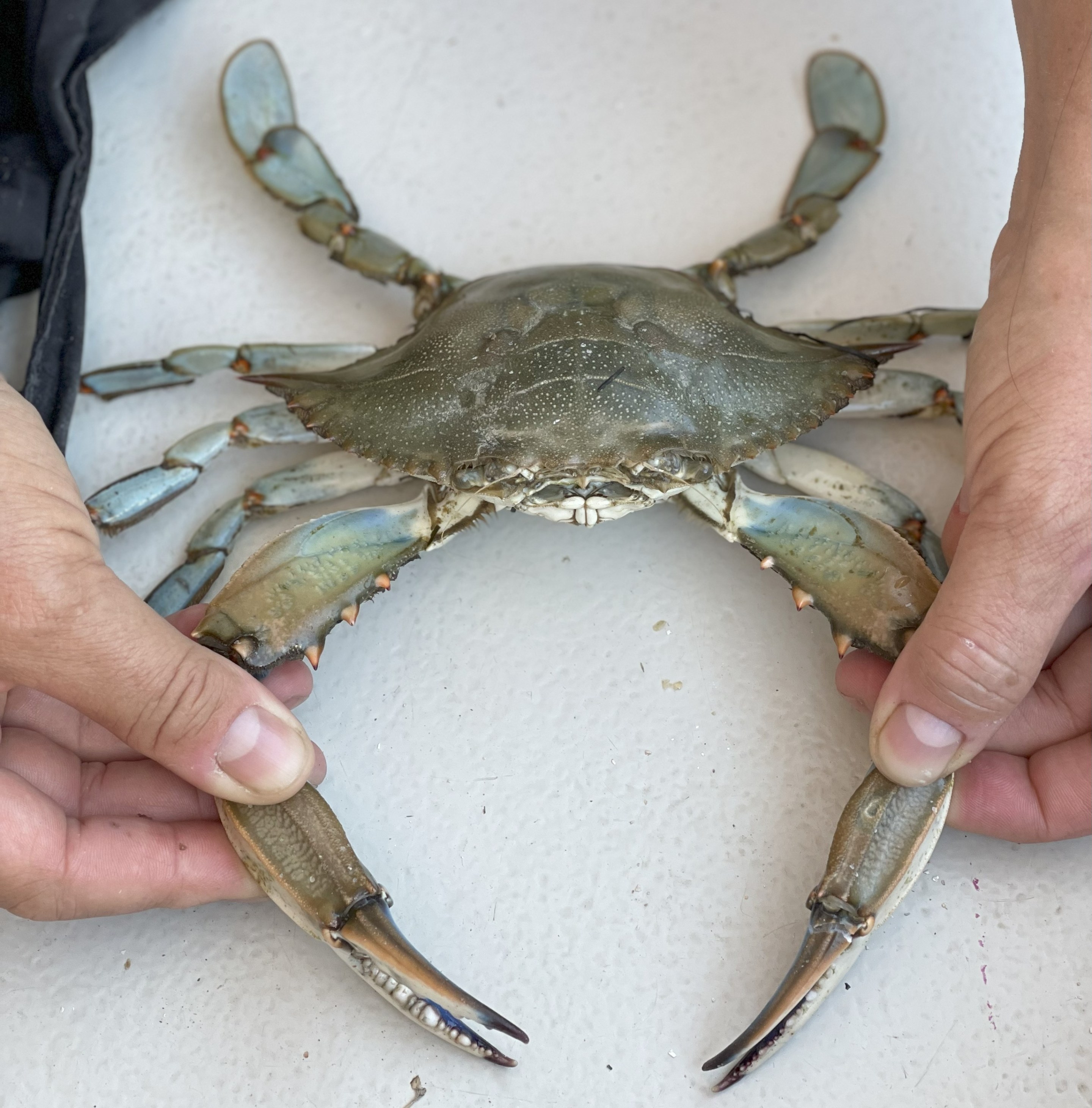 Single blue crab being held with both hands