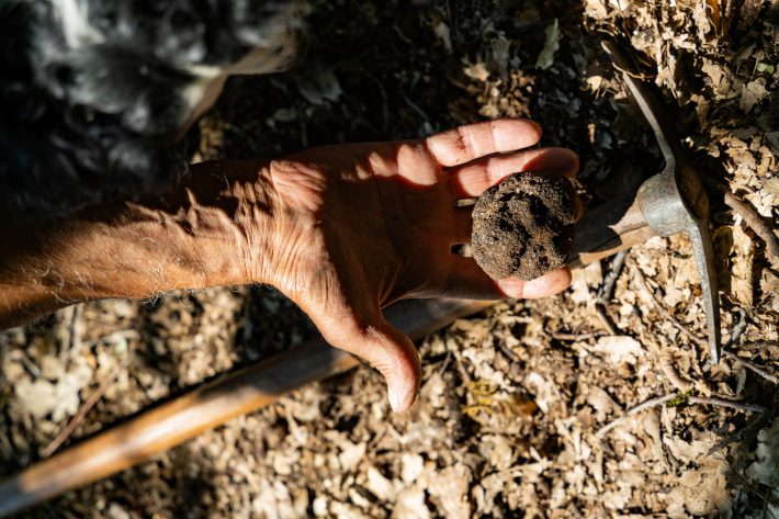 Guests at Borgo dei Conti Resort can experience the magic of truffle hunting in Umbria firsthand with the guidance of an expert truffle hunter and dog. Photo credit: Dario Garofalo.