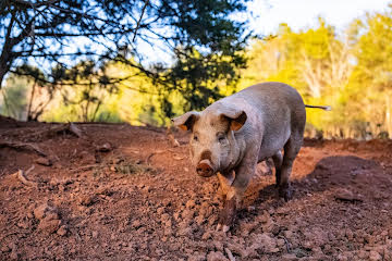 Pasture-raised pig walking outdoors at Rollingwood Farms.