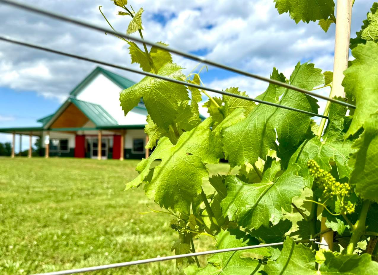 Green grapevine leaves with the Castello Barone tasting room in the distance.