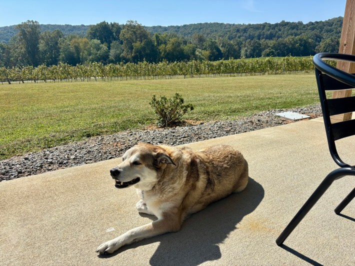 Castello Barone’s winery dog, Bacchus, resting by the vineyard patio.