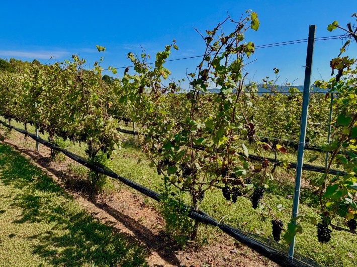 Green grapevine leaves with the Castello Barone tasting room in the background.