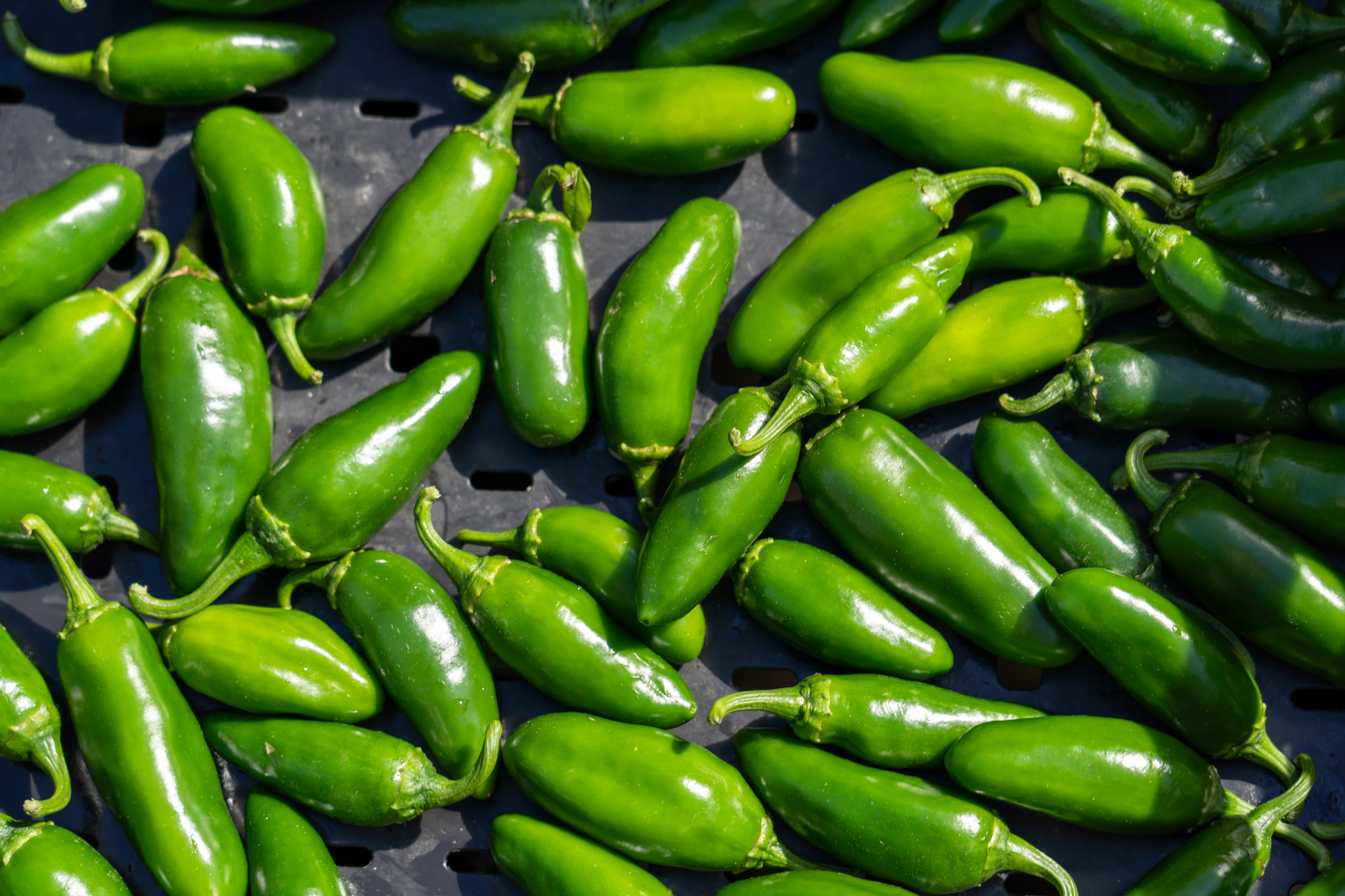 Fresh jalapeño peppers harvested from the Central Texas Food Bank garden in Austin.