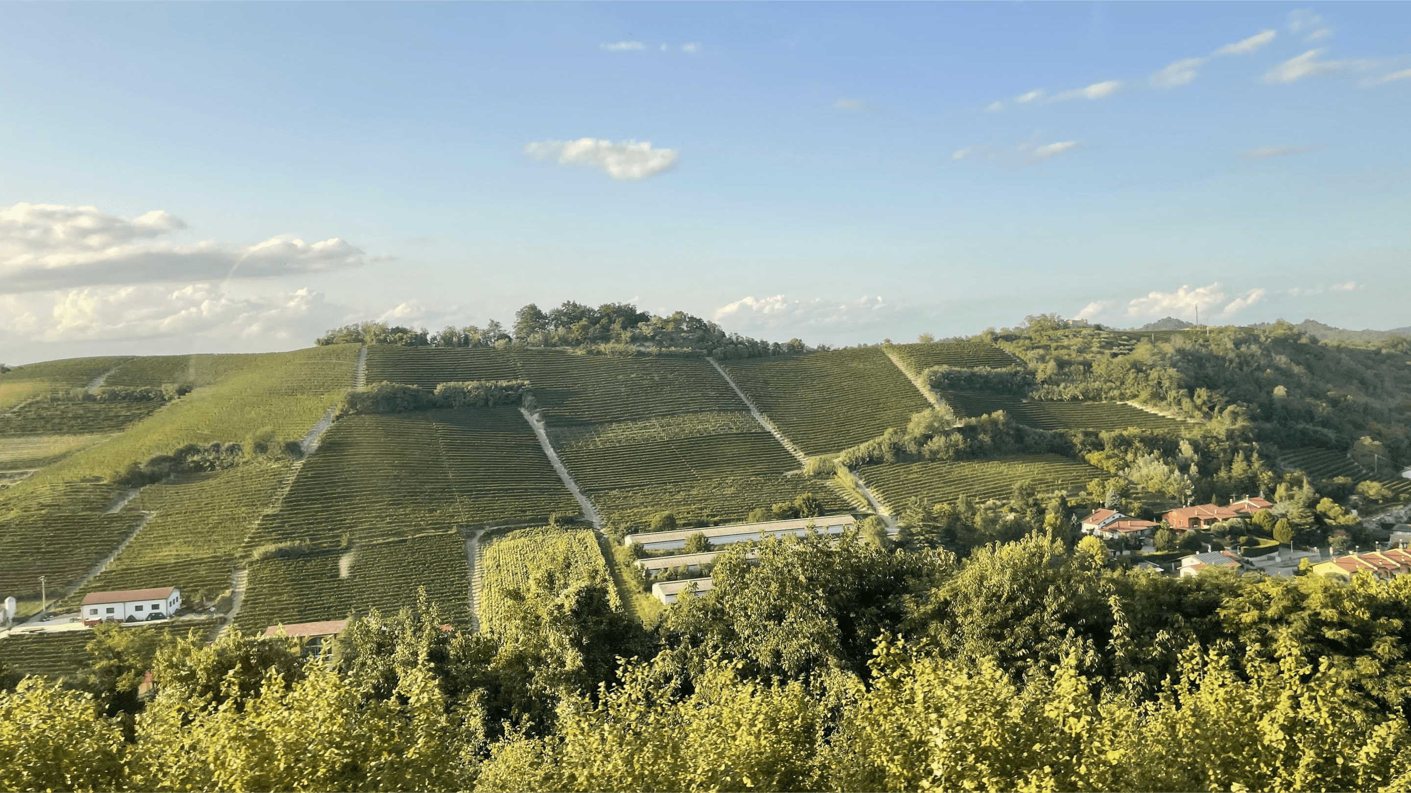 The vineyards of Roero in Italy's Piemonte region.