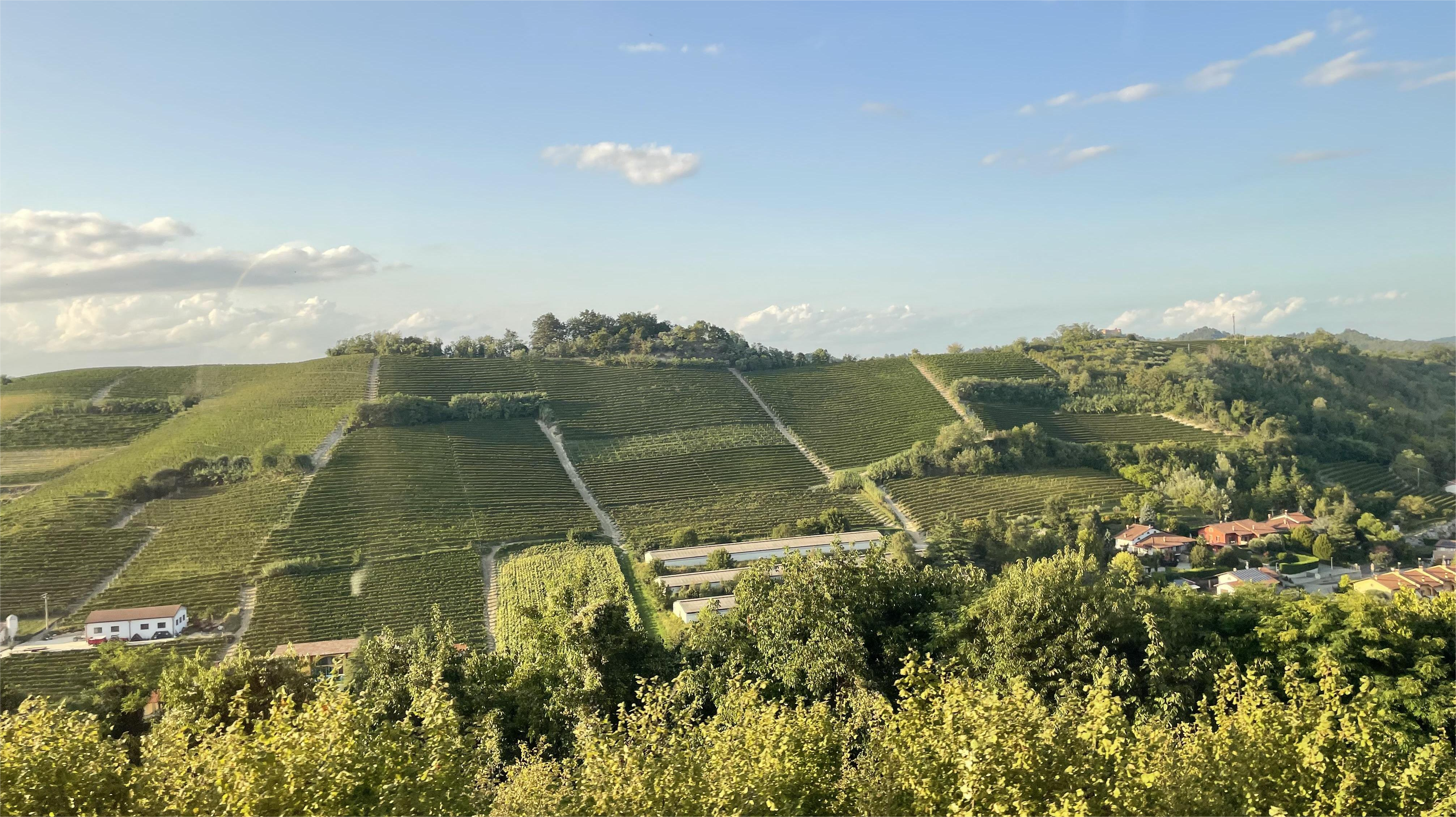 The vineyards of Roero in Italy's Piemonte region.