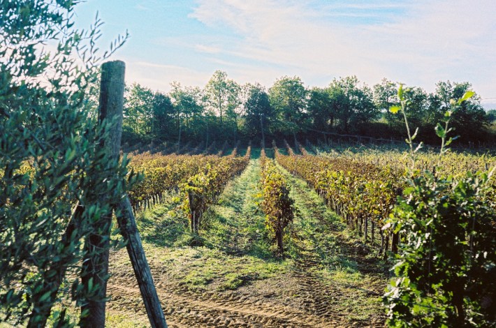 The vines of Tenuta Licinia.