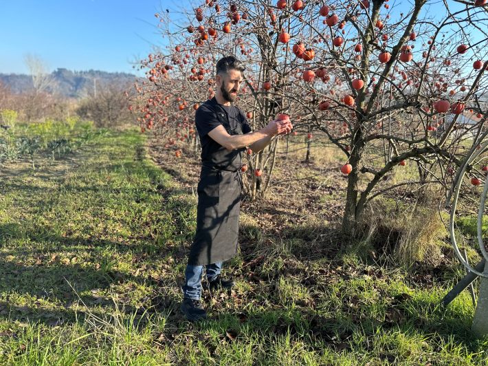 Chef Riccardo Severi picking persimmons from his trees in Romagna. Photo credit Sheila Donohue