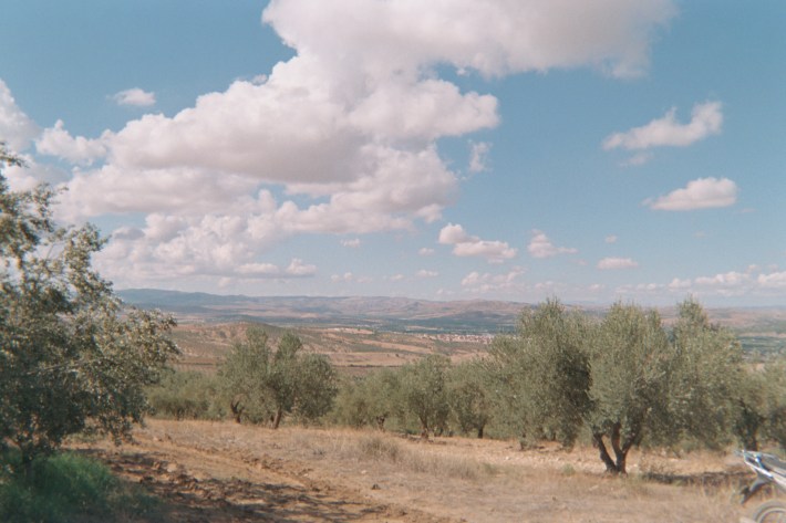 Olive grove landscape in Tunisia with rolling hills and trees under a blue sky