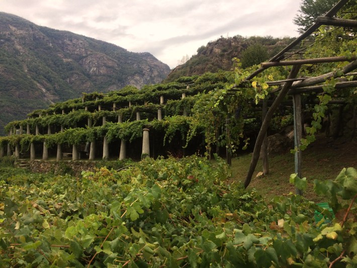 The rugged terrain of the Carema DOC zone in Piemonte.