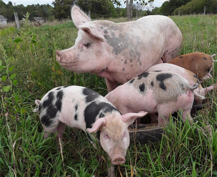 The humanely raised pigs of Agricola Farm.