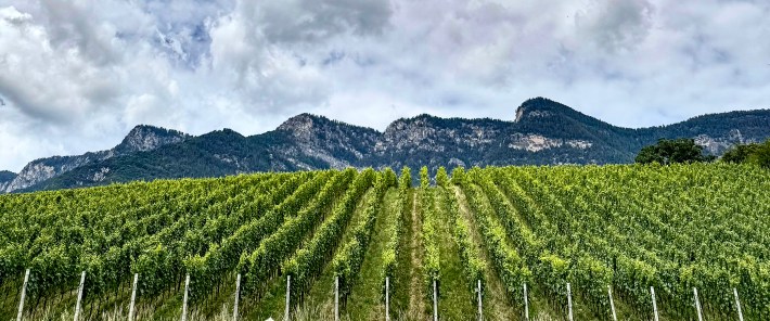 Vineyards rise toward the Dolomites in Alto Adige