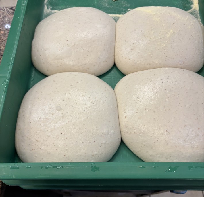 Four pizza dough balls proofing in a tray