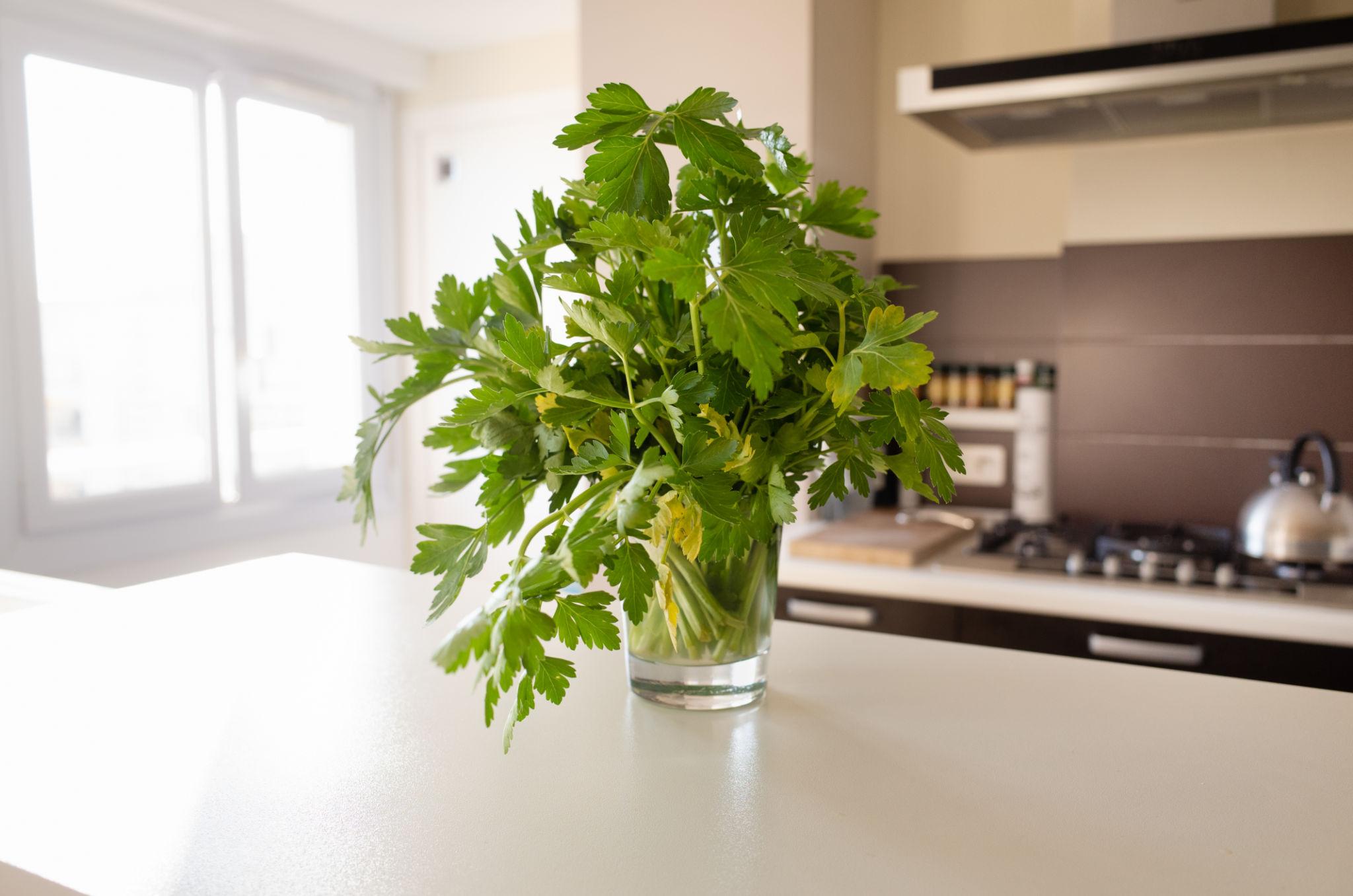 Fresh Italian parsley, a quiet constant across dishes and tables, in a glass of water on a white countertop