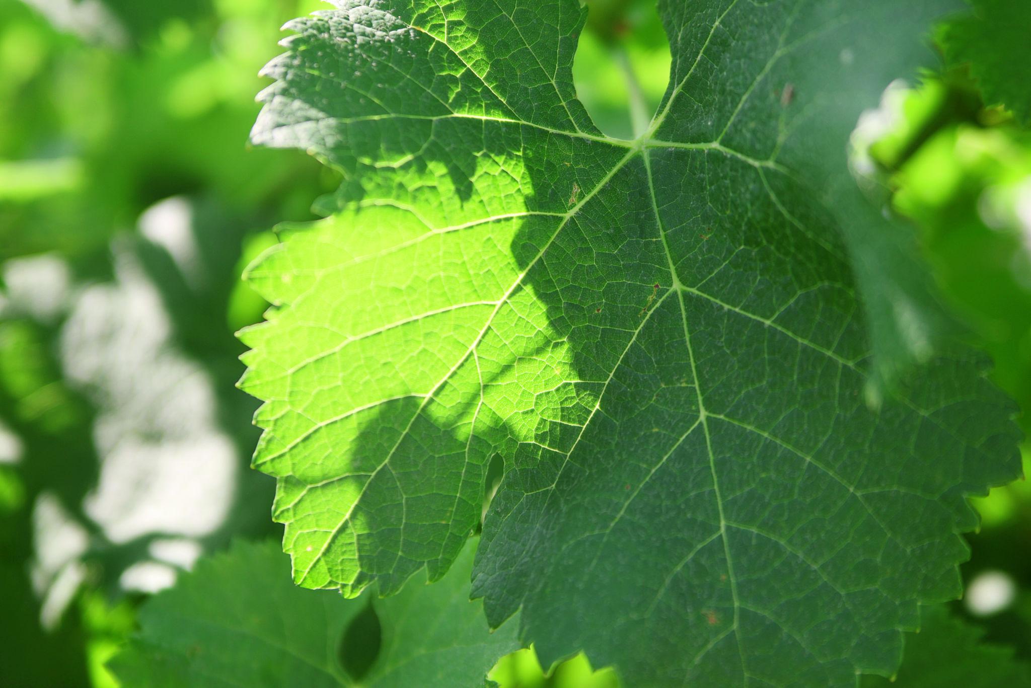 A simple leaf becomes the image behind the Italian expression “mangiare la foglia,” used to describe intuitive understanding.