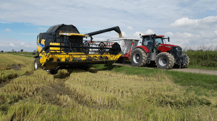 Agricultural machinery harvesting rice in a field in northern Italy.