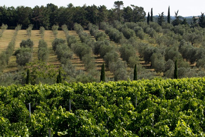 ows of vineyards and olive trees at Aia Vecchia winery in Tuscany, Italy.