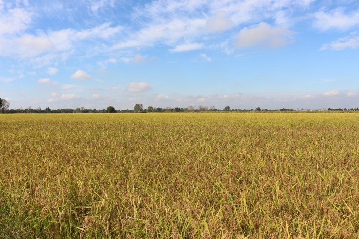 Wide view of a rice field under a blue sky in Lombardy.