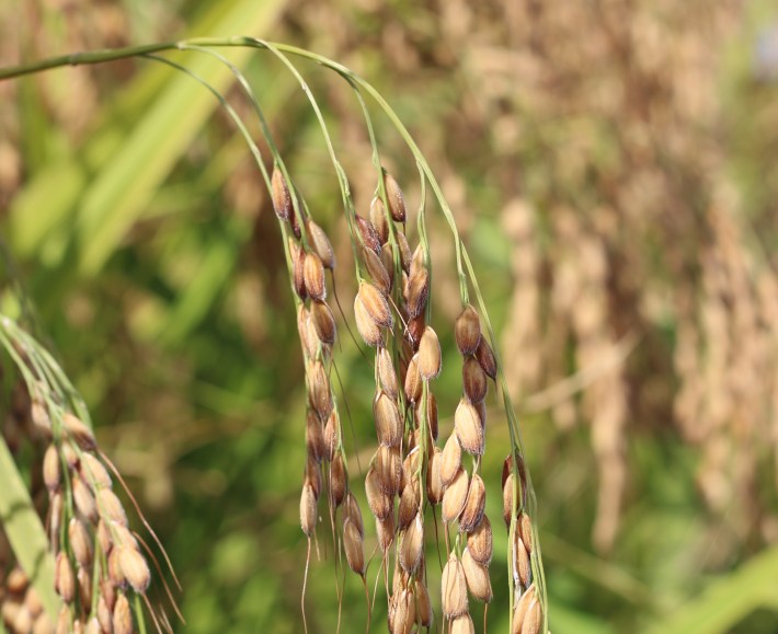 Close-up of mature rice grains growing.