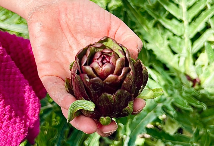 Fresh purple artichoke harvested at Zafferano e Dintorni farm in Umbria.