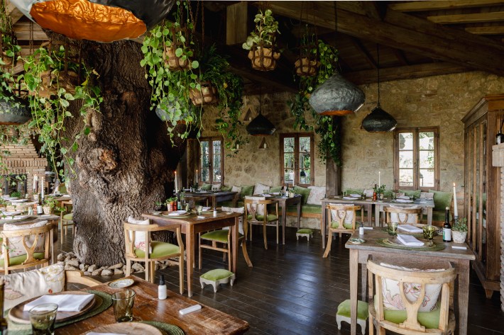 Trattoria Sull’Albero is designed around a magnificent spreading oak tree,