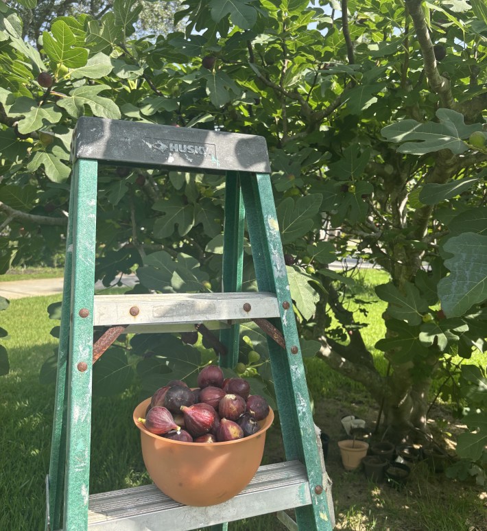 Basket of freshly picked figs on a ladder in front of a mature fig tree.