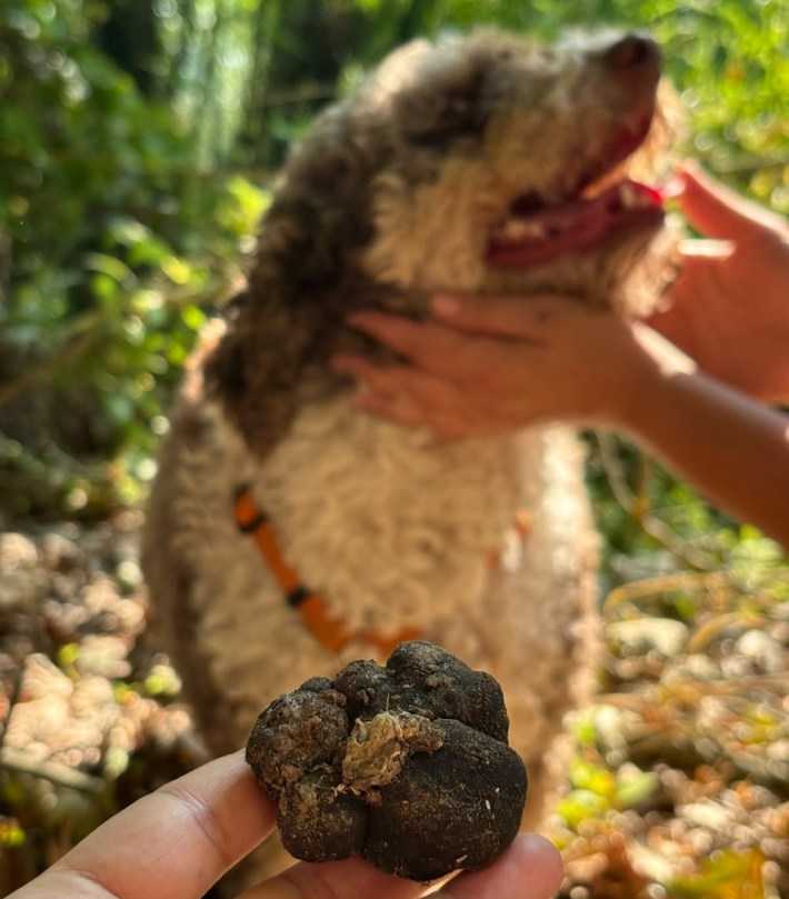 A freshly found white truffle after the hunt. Credit: Tartufaio Per Un Giorno