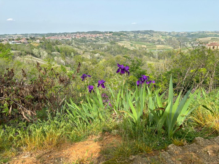 Hunting truffles in the hills outside Alba.