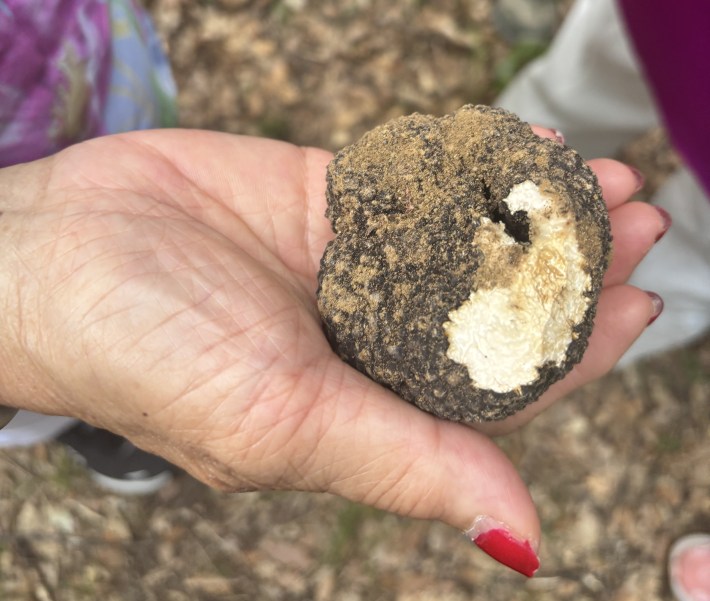 Fresh truffle found during a truffle hunt in Tuscany