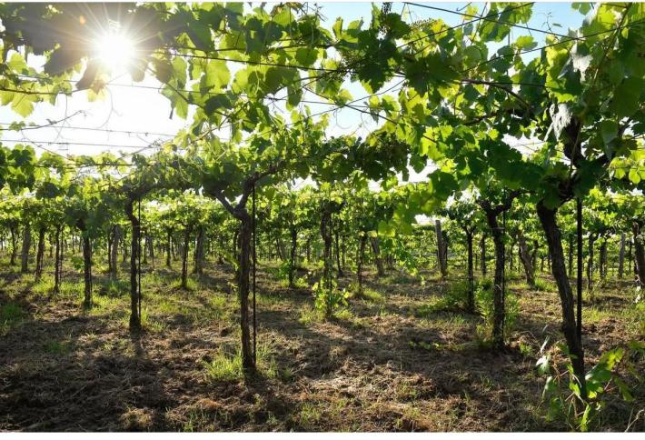 The vines in Caiazzo, Caserta